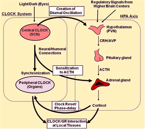 Etx Adrenal Ch Fig Endotext