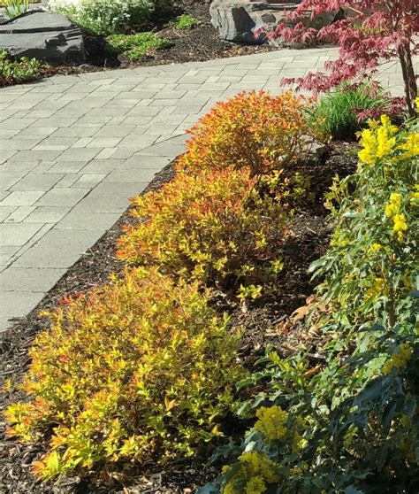 Spirea Goldflame Okanagan Xeriscape Association