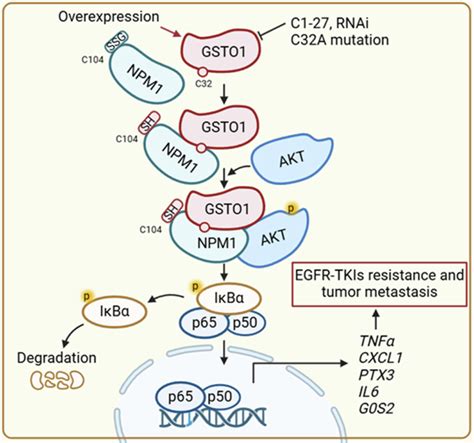 GSTO1 Aggravates EGFR TKIs Resistance And Tumor Metastasis Via