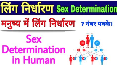 Sex Determination In Human Manav Mai Ling