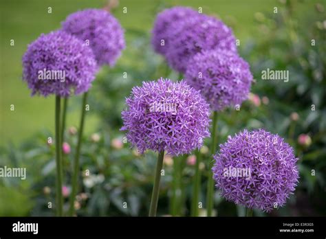 Purple Giant Garlic Flowers Close Up Allium Giganteum Gladiator Stock