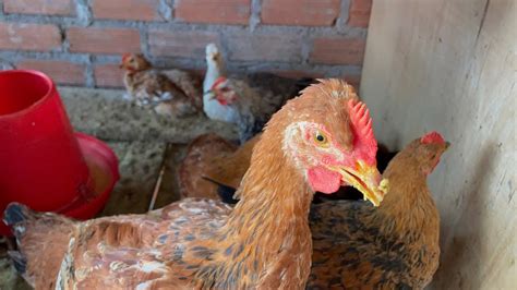 Las Gallinas Criollas Son Las Mejores Aves Para Criar En Casa YouTube