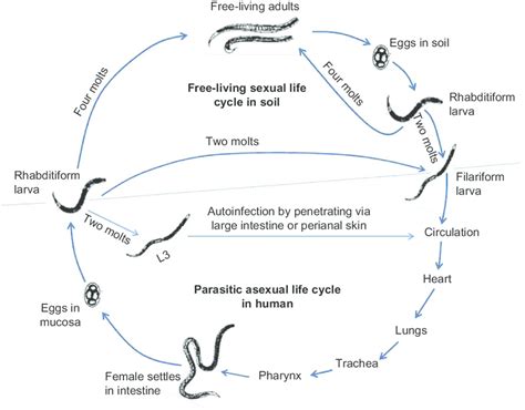 The Strongyloides Life Cycle Is Complex With Its Alternation Between Download Scientific