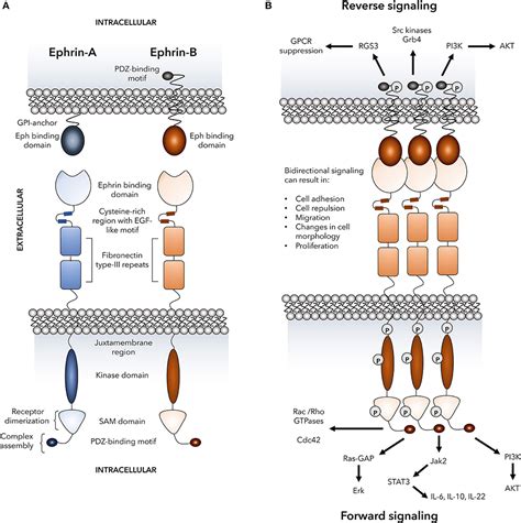 Frontiers Emerging Roles For Eph Receptors And Ephrin Ligands In Immunity