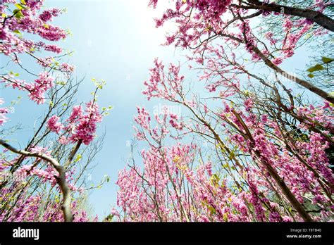 Flower Of Chinese Redbud Stock Photo Alamy