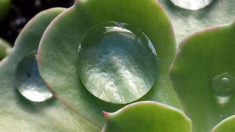 Fotos Gratis Naturaleza Gotita Soltar Líquido Lluvia Gota De