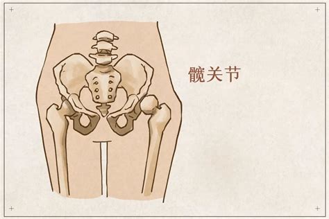 髋关节90度图片 髋关节屈曲90度图片 髋关节图片 大山谷图库