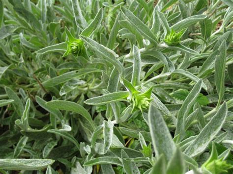 Мурсалски чай разсад - Мурсалски чай от Биогруп