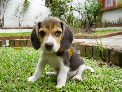 what do beagles usually die from 3