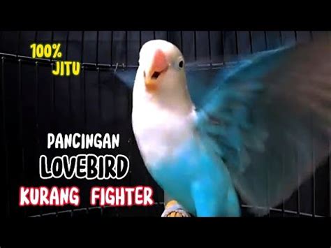 Pancingan Lovebird Ngetik Ngekek Panjang Ampuh Untuk Memancing Lb