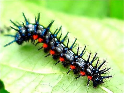 Caterpillar Black And White Stock Photos, Images and Backgrounds for ...