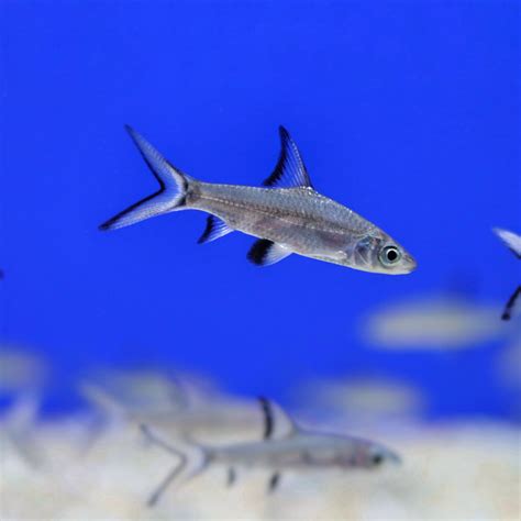 Silver Shark Bala Shark SWEET KNOWLE AQUATICS ONLINE SHOP