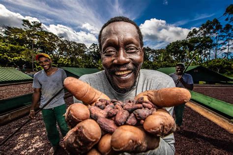 Os Oito Maiores Produtores De Cacau No Mundo