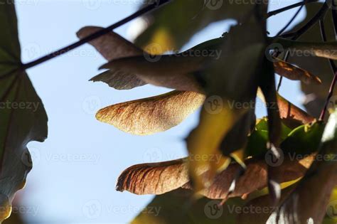 maple tree seeds 9713525 Stock Photo at Vecteezy