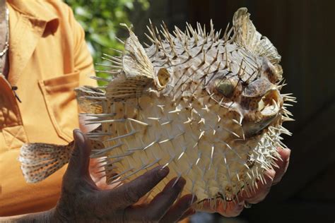 Porcupinefish Facts - Pet Ponder