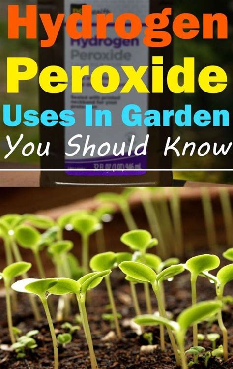 Hydrogen Peroxide In The Garden Ideas You Gonna Love Sharonsable