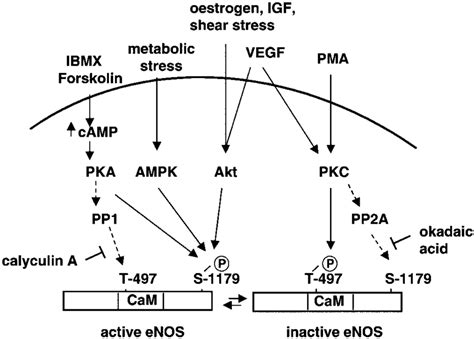 Signaling Pathways Controlling ENOS Phosphorylation At Thr 497 And