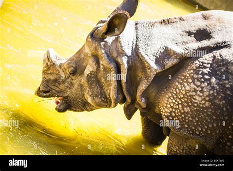 Indian rhino with huge horn and armor skin Stock Photo - Alamy