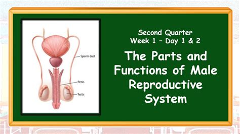 The Male Reproductive System Q Day Youtube