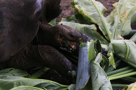 Presentan plan para control de especies invasoras en Galápagos