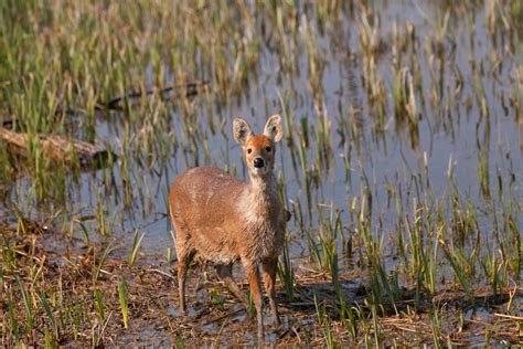 Chinese Water Deer Facts - CRITTERFACTS