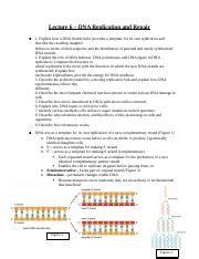 Cell Bio Lecture Docx Lecture Dna Replication And Repair