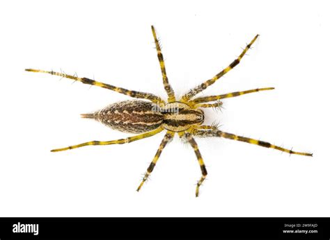 American grass spider - a genus of funnel weaver arachnid in the ...