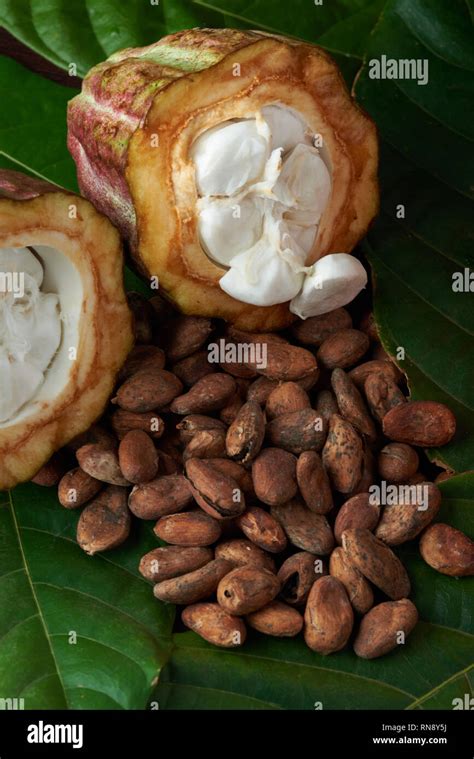 Dry Cocoa Beans With Fresh Open Cacao Pod On Natural Background Stock