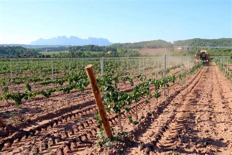 Set Rutes Entre Vinyes Per Descobrir Els Millors Vins De Les DO