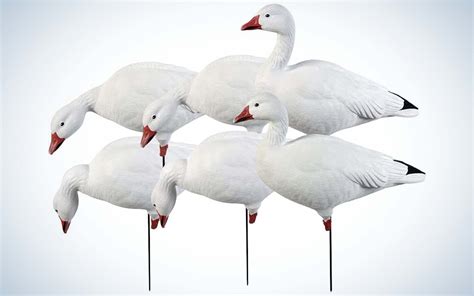 Best Snow Goose Decoys of 2023 | Outdoor Life