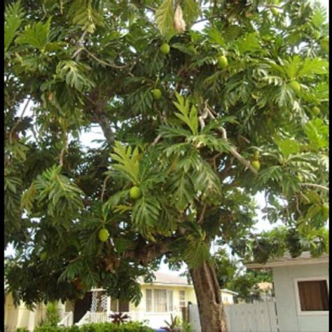 Ulu Breadfruit Tree Project Noah