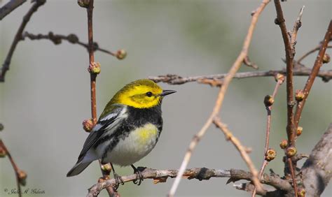 Birding Is Fun!: Migration Magic in Chicago