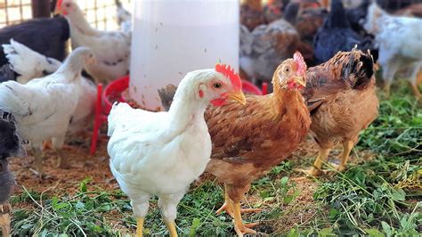 Kaveri Desi Poultry Farming Youtube