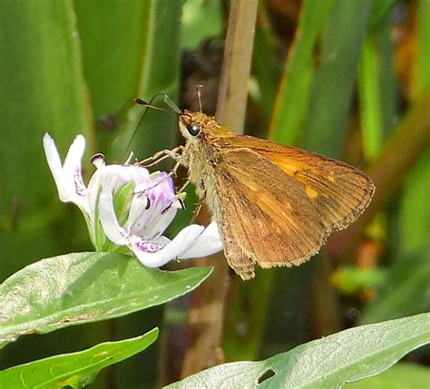 Broad Winged Skipper From Guntersville AL USA On May 26 2023 At 03