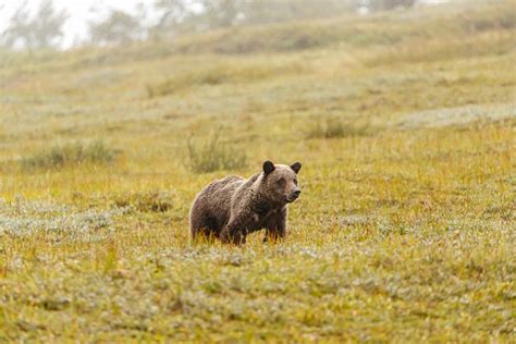 A Day of Magical Wildlife Encounters in Denali | ALASKA.ORG