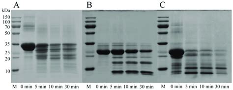 SDS PAGE analysis of α s casein A β casein B and κ casein C