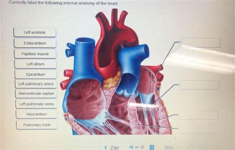 Solved Correctly Label The Following Internal Anatomy Of The