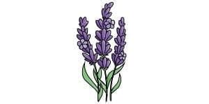 Lavender Drawing - A Step By Step Tutorial - Cool Drawing Idea