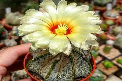 Astrophytum Capricorne Goat S Horn Cactus Care Guide