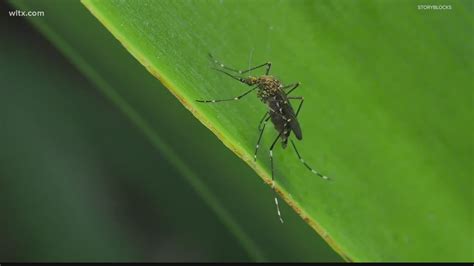 Mosquitoes: Fast facts about the world’s deadliest animal | wltx.com