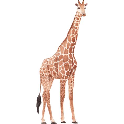 Giraff Tecknad Serie Stil Illustration 23353869 PNG