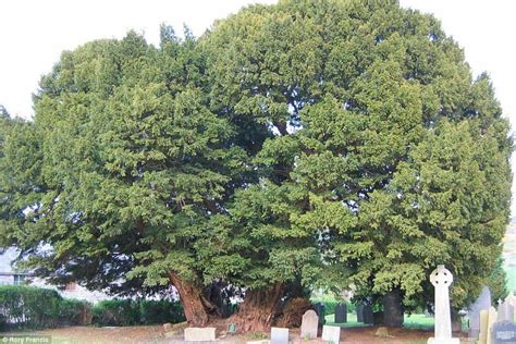 10 Of The Oldest Living Trees In The World