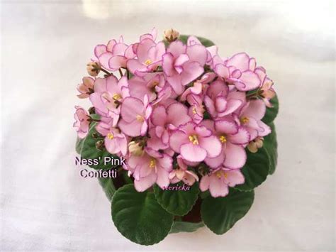 Фиалка Ness’Pink Confetti
