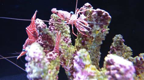 Baby Lobster: 7 Pictures and 7 Incredible Facts - A-Z Animals