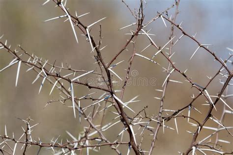 Acacia Thorns Closeup Stock Photo Image Of Park Limpopo 98784038