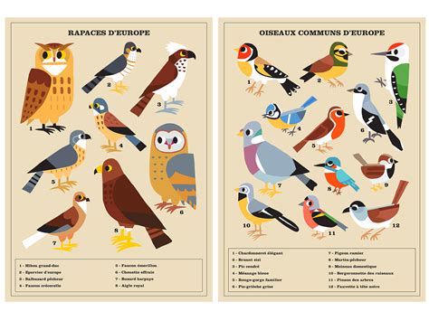 Birds of Europe by Monsieur Dupont on Dribbble