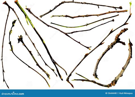 Twigs And Branches Royalty Free Stock Photos Image 2644448