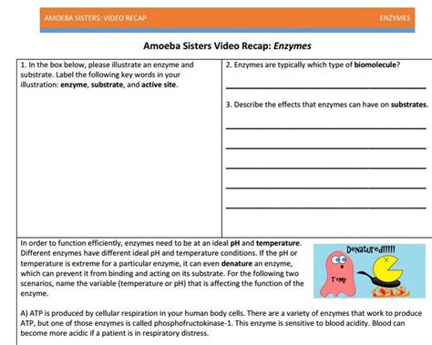 Amoeba Sisters Enzymes Worksheet