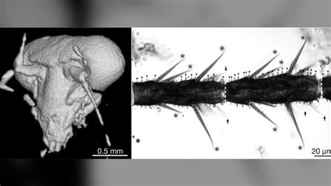 Cretaceous cockroach trapped in amber had exceptional eyes. Here's why. | Live Science