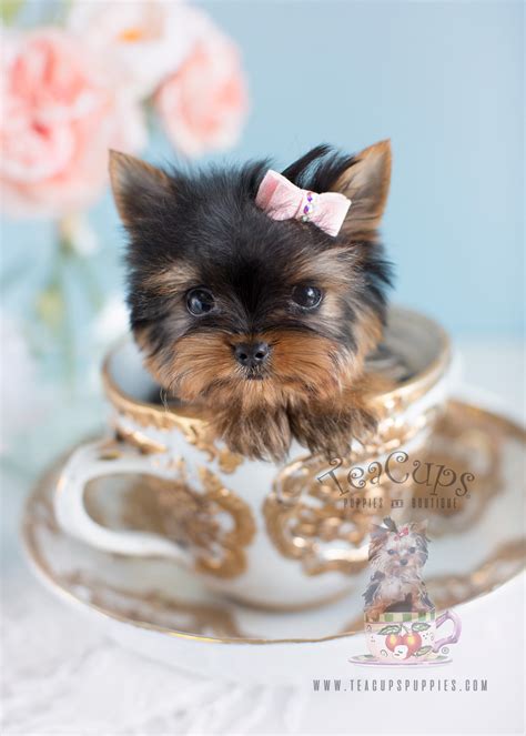 Teacup Yorkie Puppy 124 For Sale Teacup Puppies And Boutique